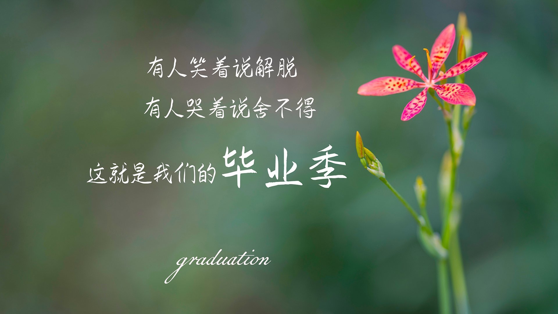 凯尔特人问鼎苏超，连续第五年夺冠，凯尔特人问鼎苏超,连续第五年夺冠